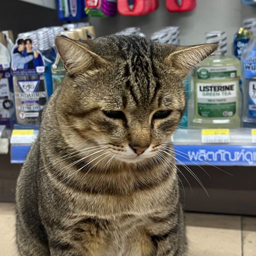 สมาชิกหมายเลข 966285