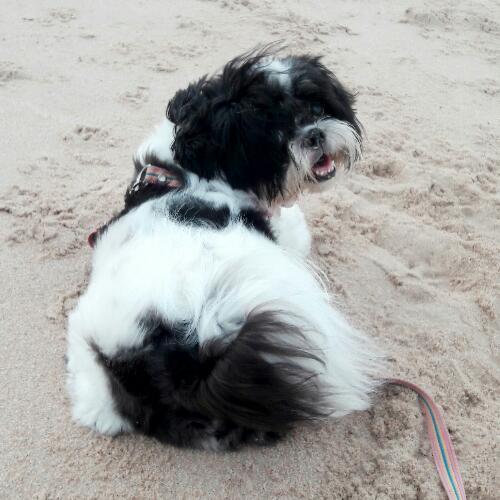 สมาชิกหมายเลข 4585537