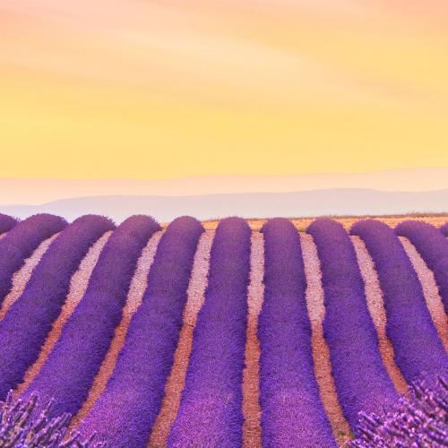 สมาชิกหมายเลข 2421461