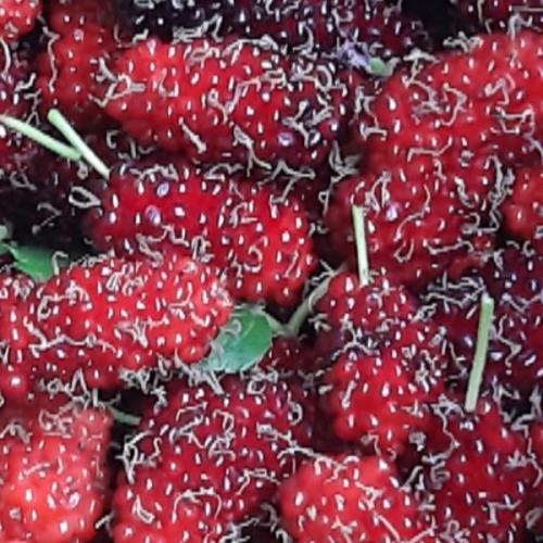 สมาชิกหมายเลข 1891503