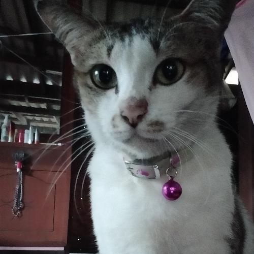 สมาชิกหมายเลข 5793292