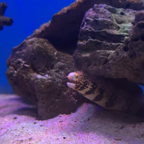 สมาชิกหมายเลข 8887848