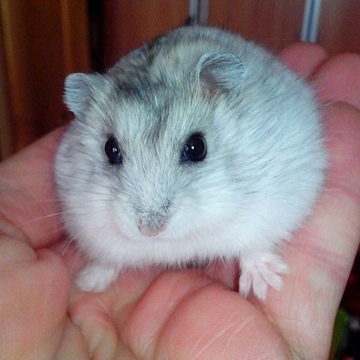 จักรพรรดิแดนรักทหารErosPhoenix