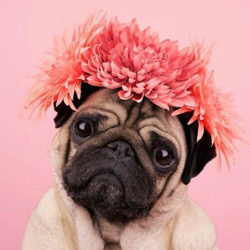 สมาชิกหมายเลข 4185786