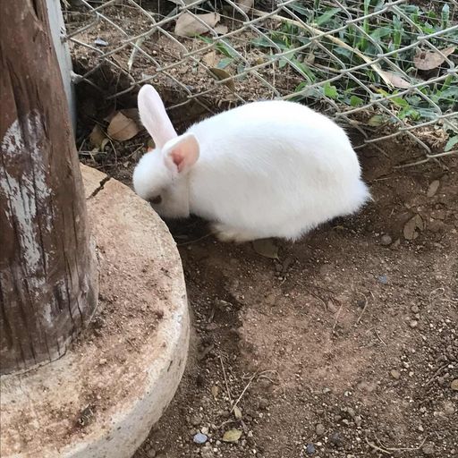 สมาชิกหมายเลข 9284611