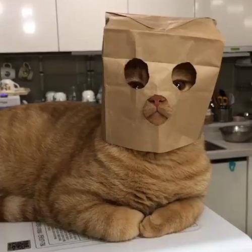 สมาชิกหมายเลข 4768099