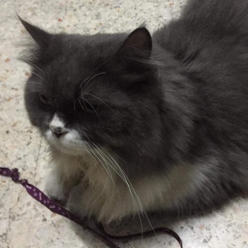 สมาชิกหมายเลข 5436090