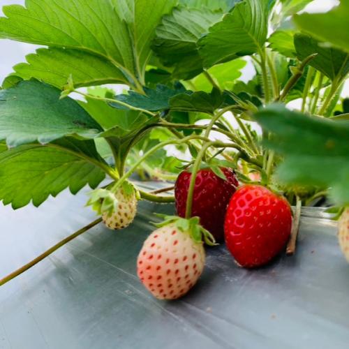 สมาชิกหมายเลข 2825428