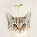 สมาชิกหมายเลข 3723167