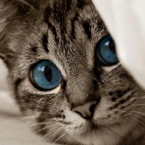 สมาชิกหมายเลข 2166213