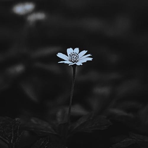 สมาชิกหมายเลข 4936865