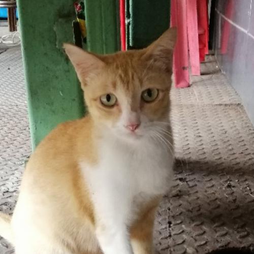 สมาชิกหมายเลข 4327051