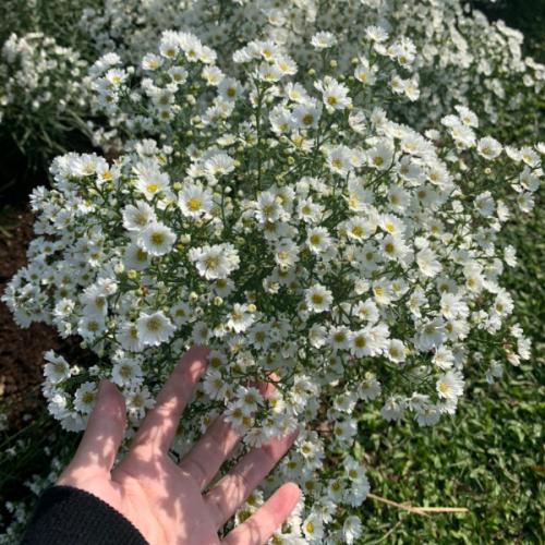 สมาชิกหมายเลข 5709787