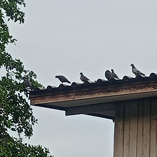 สมาชิกหมายเลข 7099743