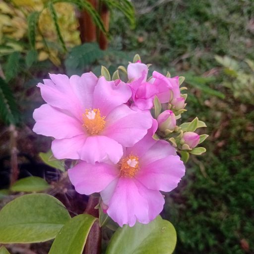 สวนสายลม