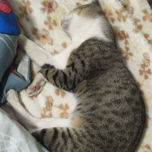 สมาชิกหมายเลข 9255012