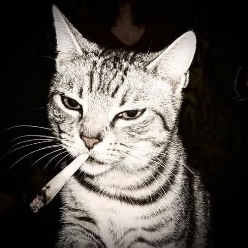 สมาชิกหมายเลข 9287741