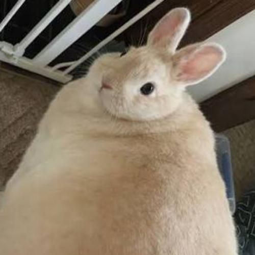 สมาชิกหมายเลข 9287841