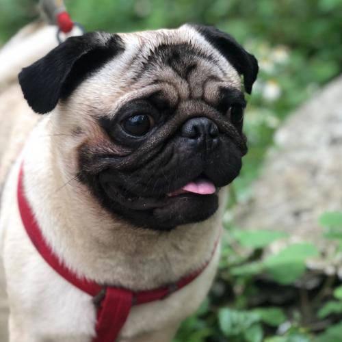 สมาชิกหมายเลข 4590614