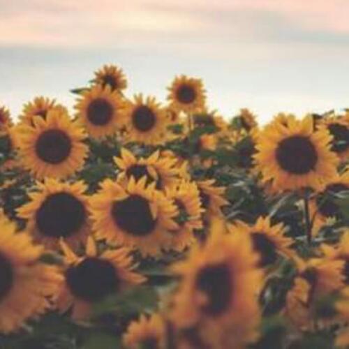 สมาชิกหมายเลข 4936830