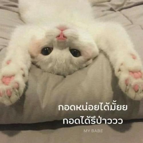 สมาชิกหมายเลข 6409132