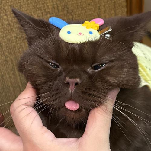 สมาชิกหมายเลข 8530307