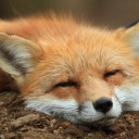 สมาชิกหมายเลข 3724375