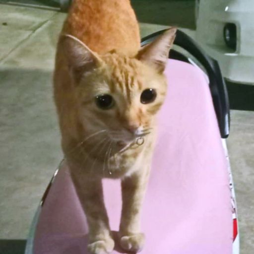 หัวไชเท้าผู้กล้าหาญ