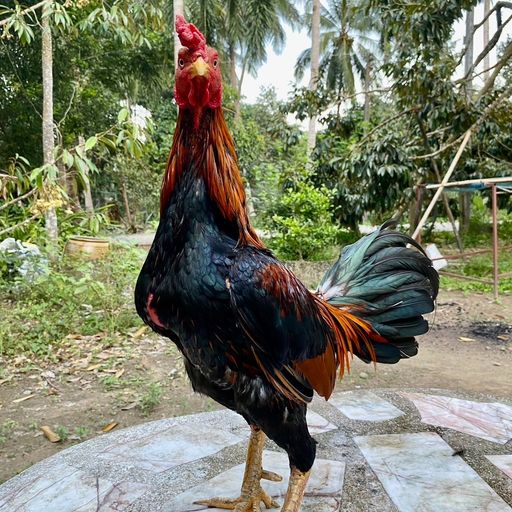 สมาชิกหมายเลข 9290065