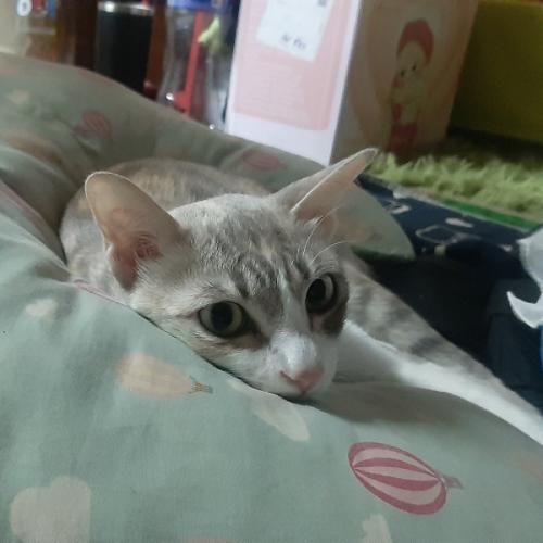 สมาชิกหมายเลข 7090481