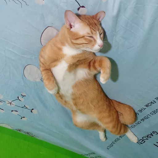 สมาชิกหมายเลข 9290882