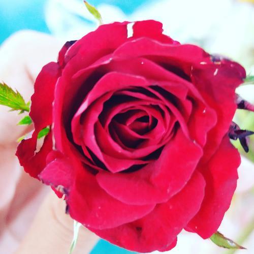 สมาชิกหมายเลข 4591580