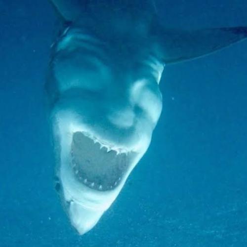 สมาชิกหมายเลข 5219639