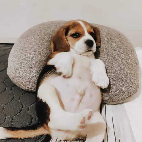 สมาชิกหมายเลข 5071554