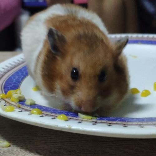 สมาชิกหมายเลข 6410652