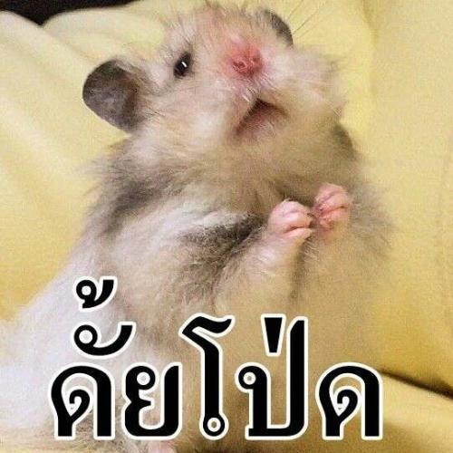 สมาชิกหมายเลข 7101739