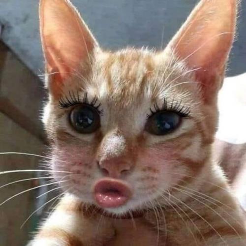 สมาชิกหมายเลข 8024486