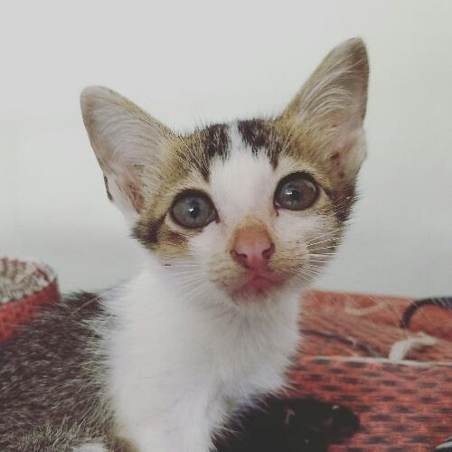 สมาชิกหมายเลข 4188198