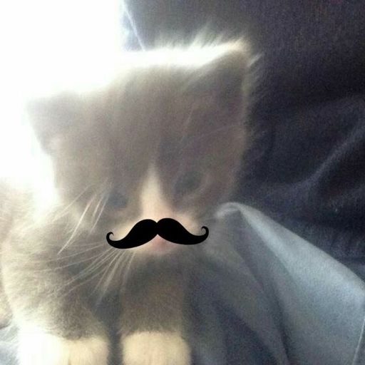 สมาชิกหมายเลข 9292499