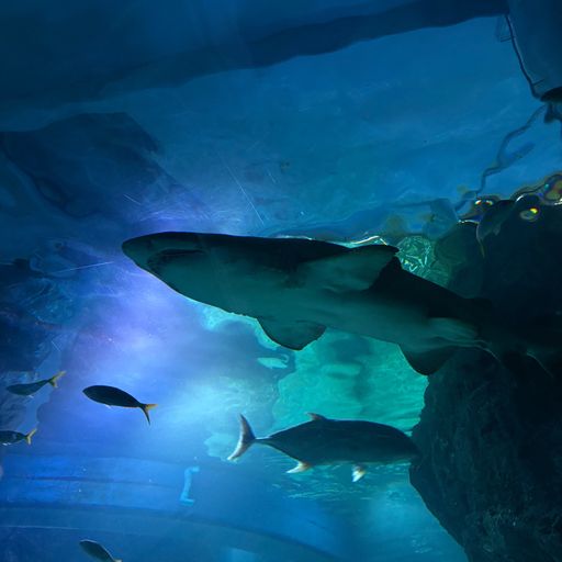 สมาชิกหมายเลข 9293225