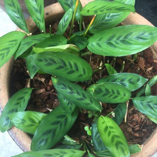 สมาชิกหมายเลข 1886889