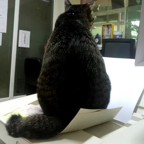 สมาชิกหมายเลข 5806335