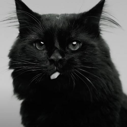 สมาชิกหมายเลข 2597278