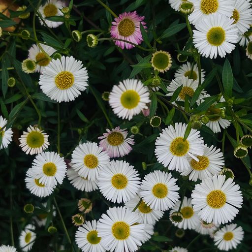 ยืนงงในดงลม