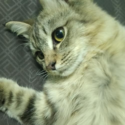 สมาชิกหมายเลข 9294297