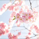 สมาชิกหมายเลข 4406325