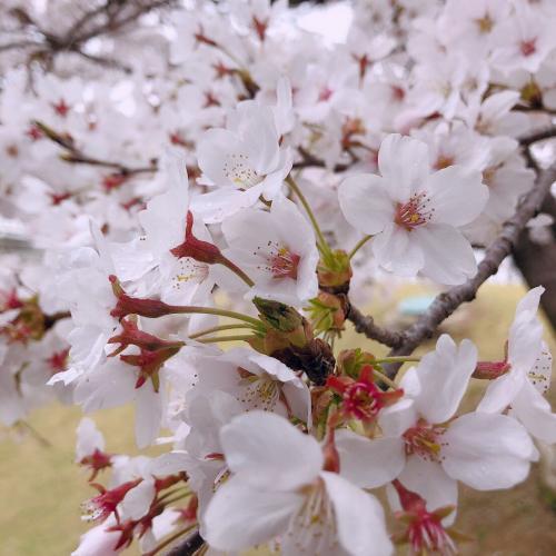 สมาชิกหมายเลข 3547196