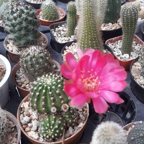 สมาชิกหมายเลข 5337120