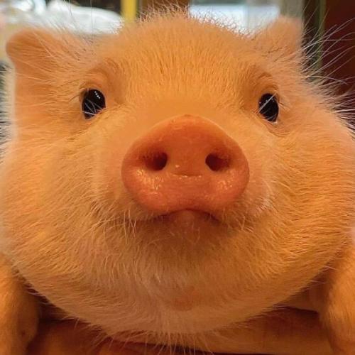 สมาชิกหมายเลข 3109597