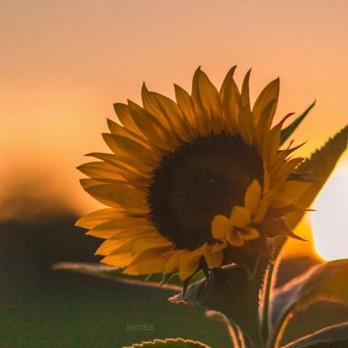 สมาชิกหมายเลข 5314702